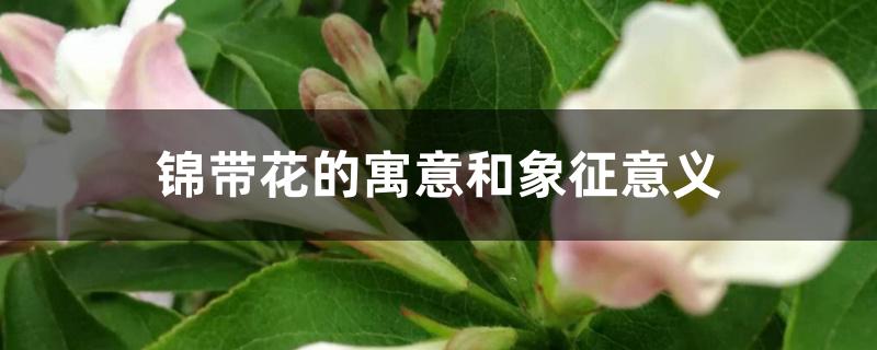 锦带花的寓意和象征意义