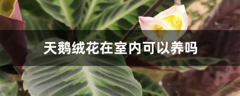 天鹅绒花在室内可以养吗