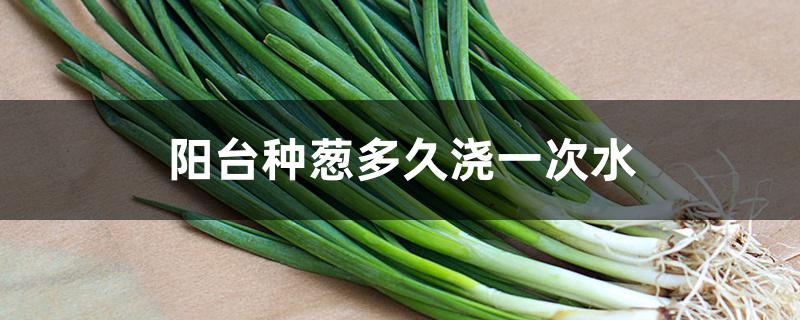 阳台种葱多久浇一次水