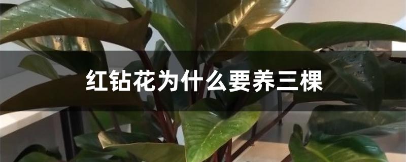 红钻花为什么要养三棵