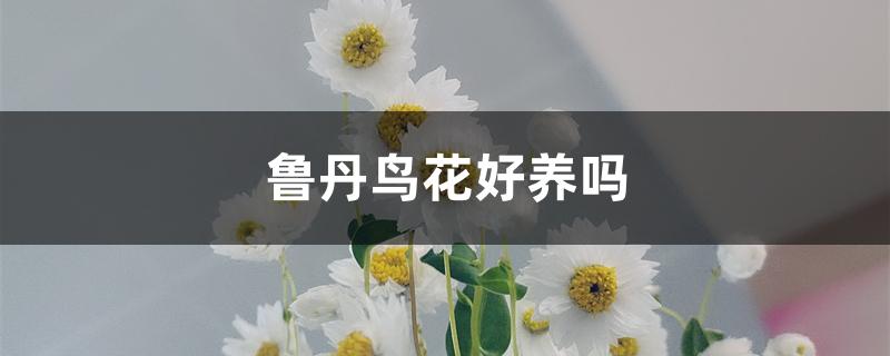 鲁丹鸟花好养吗