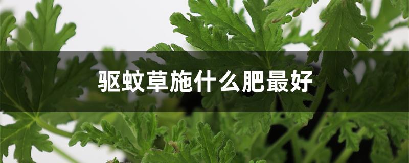 驱蚊草施什么肥最好