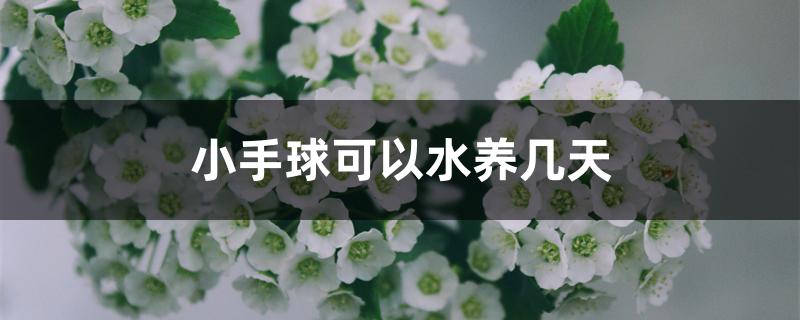 小手球可以水养几天