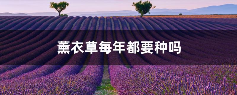 薰衣草每年都要种吗