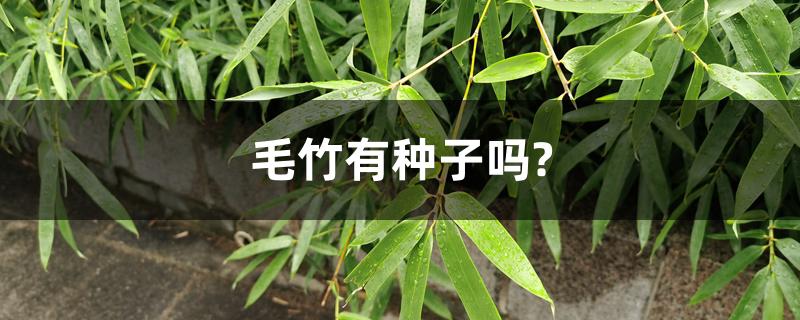 毛竹有种子吗?