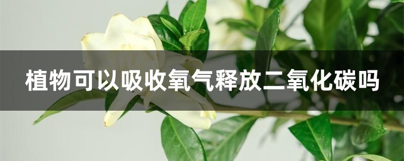 植物可以吸收氧气释放二氧化碳吗 植物可以吸收氧气释放二氧化碳吗