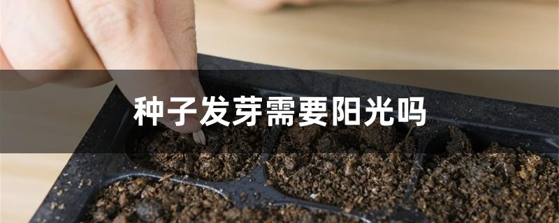 种子发芽需要阳光吗 种子发芽需要阳光吗