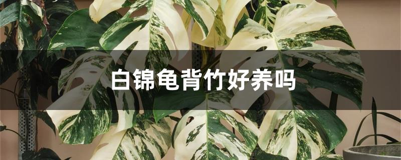 白锦龟背竹好养吗