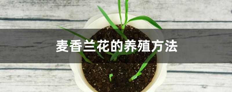 麦香兰花的养殖方法