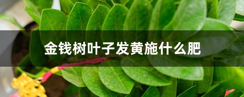金钱树叶子发黄施什么肥