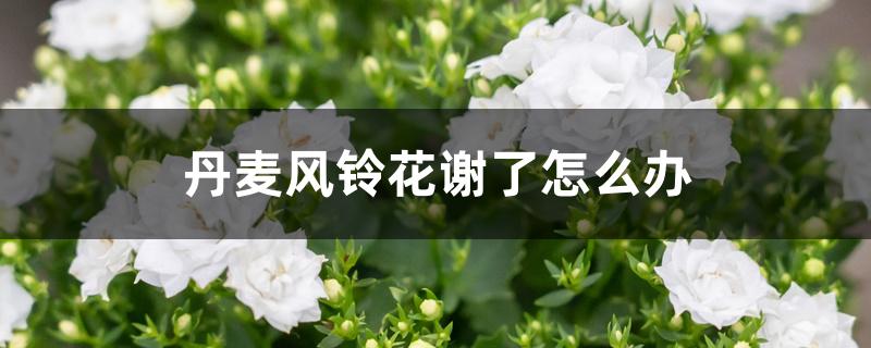丹麦风铃花谢了怎么办
