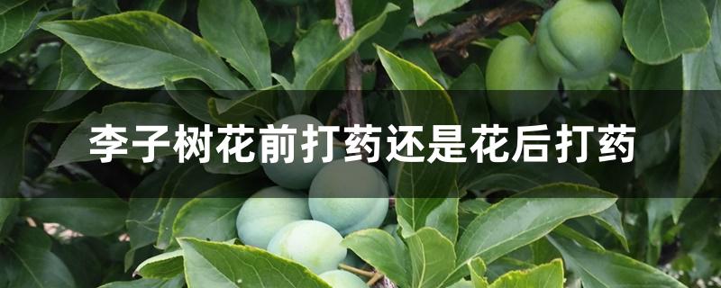 李子树花前打药还是花后打药