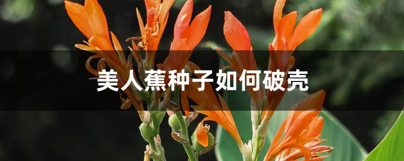 美人蕉种子如何破壳