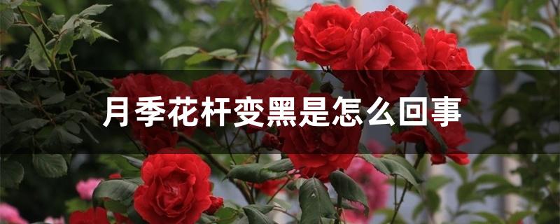 月季花杆变黑是怎么回事