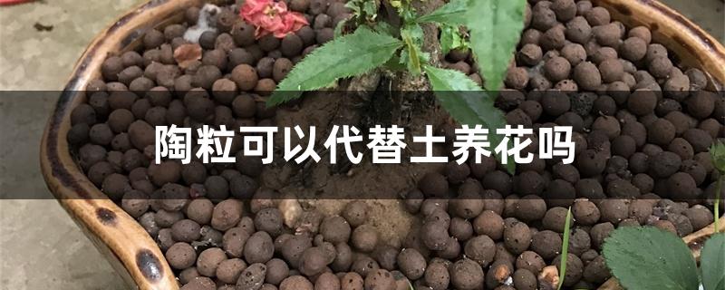 陶粒可以代替土养花吗 陶粒可以代替土养花吗