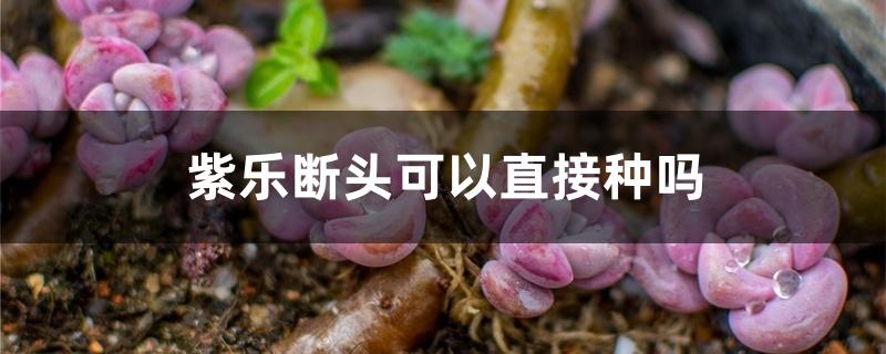 紫乐断头可以直接种吗