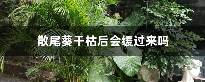 散尾葵干枯后会缓过来吗