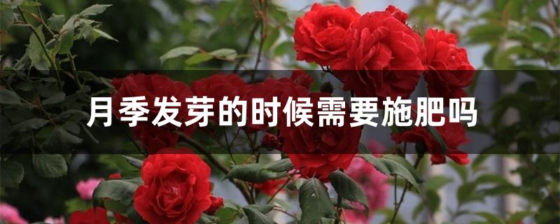 月季发芽的时候需要施肥吗