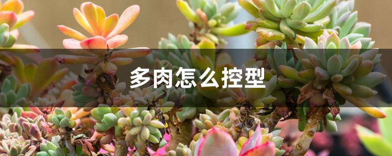 多肉怎么控型