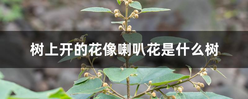 树上开的花像喇叭花是什么树