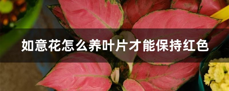 如意花怎么养叶片才能保持红色