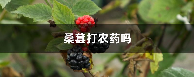 桑葚打农药吗