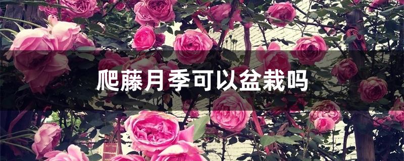 爬藤月季可以盆栽吗