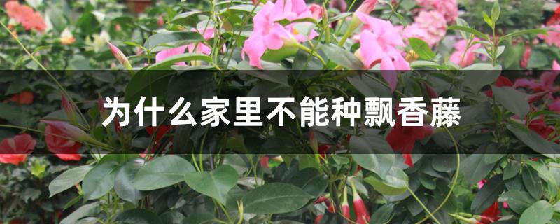 为什么家里不能种飘香藤