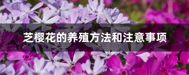 芝樱花的养殖方法和注意事项