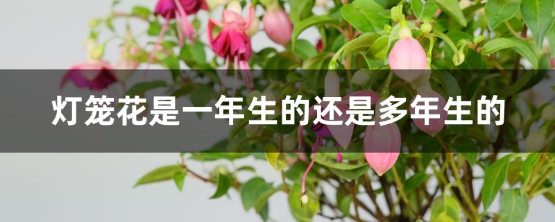 灯笼花是一年生的还是多年生的