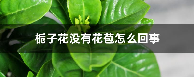 栀子花没有花苞怎么回事