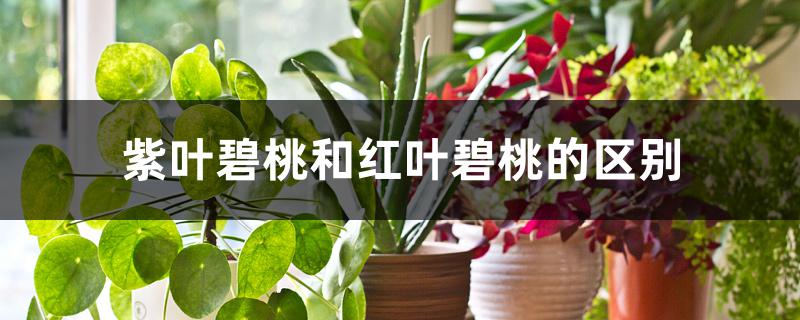 紫叶碧桃和红叶碧桃的区别 紫叶碧桃和红叶碧桃的区别