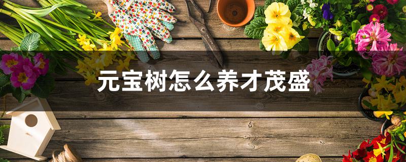元宝树怎么养才茂盛