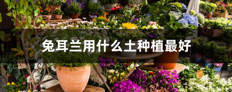 兔耳兰用什么土种植最好 兔耳兰用什么土种植最好