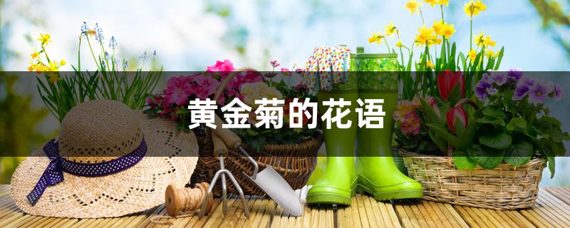 黄金菊的花语 黄金菊的花语