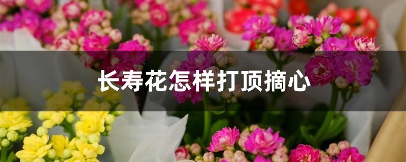 长寿花怎样打顶摘心