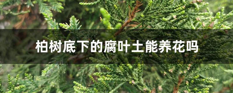 柏树底下的腐叶土能养花吗