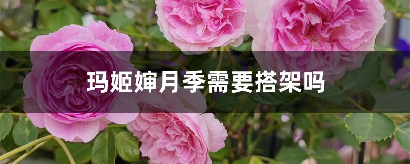 玛姬婶月季需要搭架吗