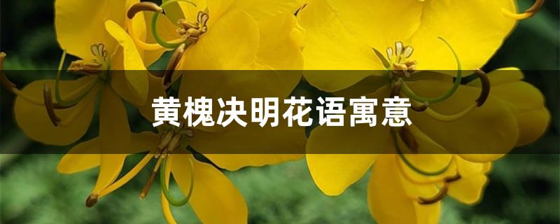 黄槐决明花语寓意