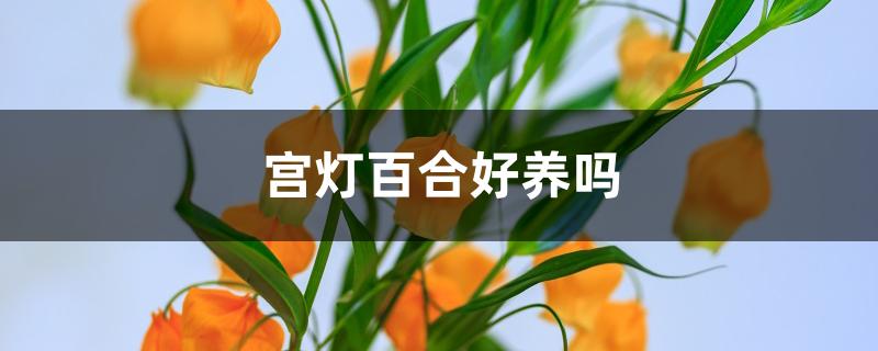 宫灯百合好养吗 宫灯百合好养吗