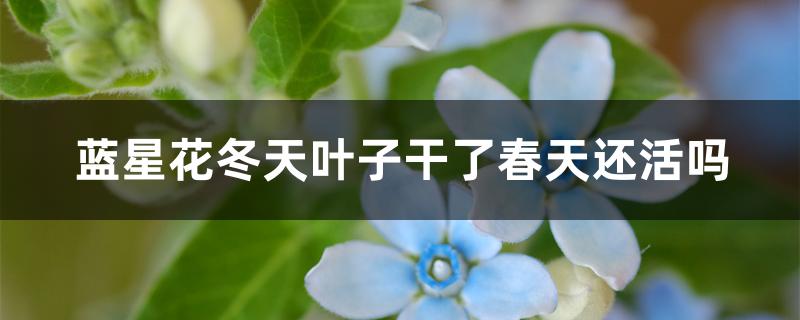 蓝星花冬天叶子干了春天还活吗