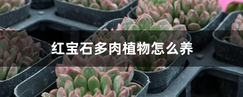 红宝石多肉植物怎么养