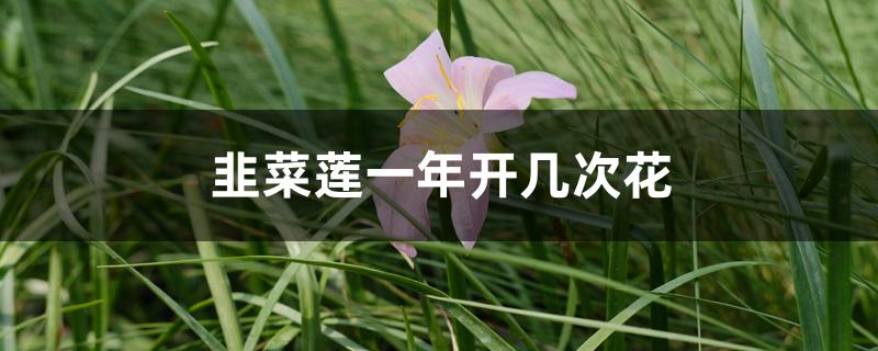 韭菜莲一年开几次花