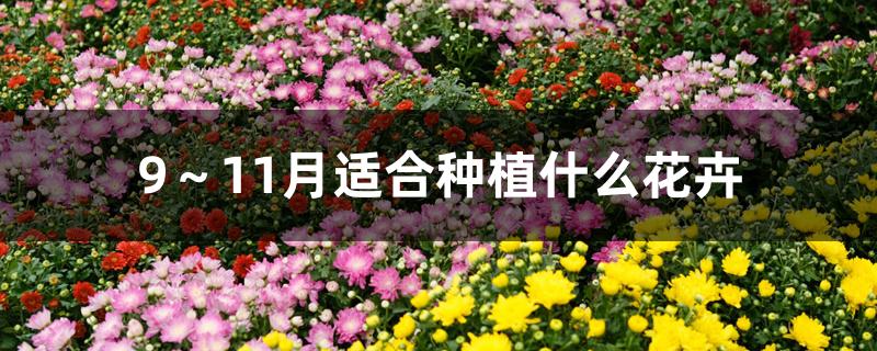 9～11月适合种植什么花卉