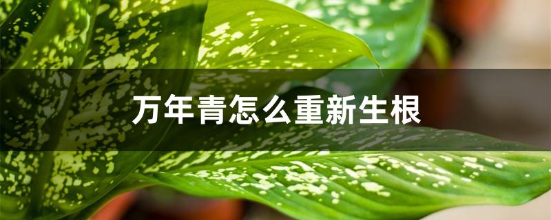 万年青怎么重新生根 万年青怎么重新生根