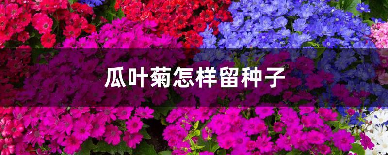 瓜叶菊怎样留种子