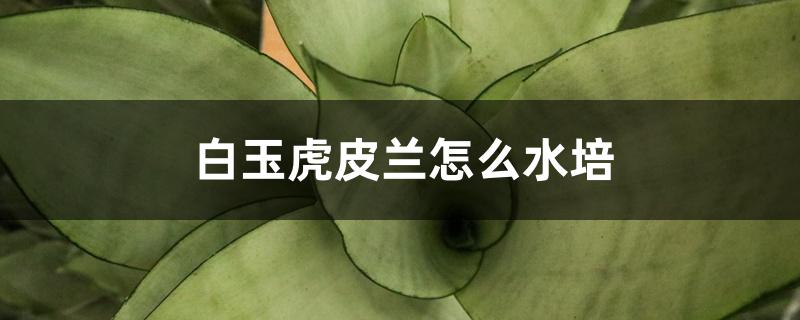 白玉虎皮兰怎么水培