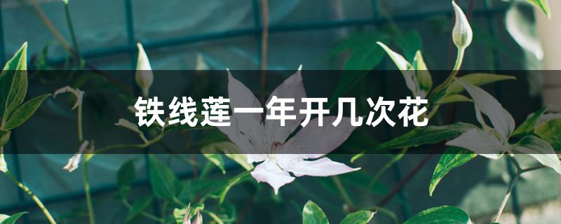 铁线莲一年开几次花