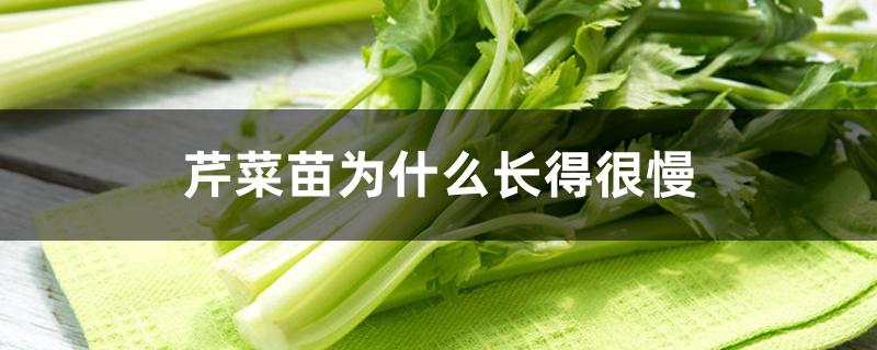 芹菜苗为什么长得很慢