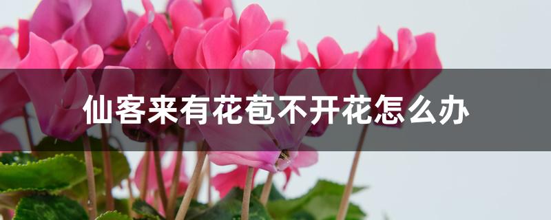 仙客来有花苞不开花怎么办